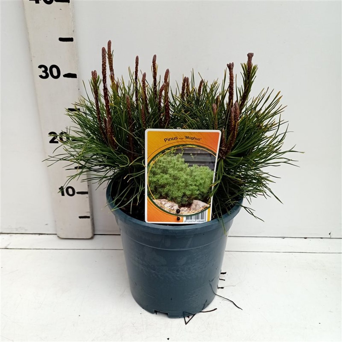 Pinus mugo mugo - C3 20-25 CM